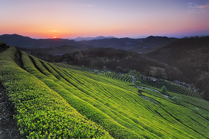 [키노]차향따라 떠나는 다원의 아침.jpg